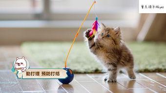 娱乐吃瓜酱不如猫